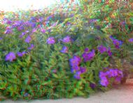 Flowers 1